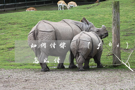 如何付律師費(fèi)(律師費(fèi)怎么付)
