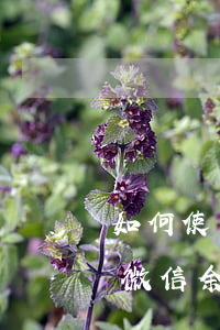 如何使用微信余額還款京東金條-如何使用微信余額還款京東金條的錢