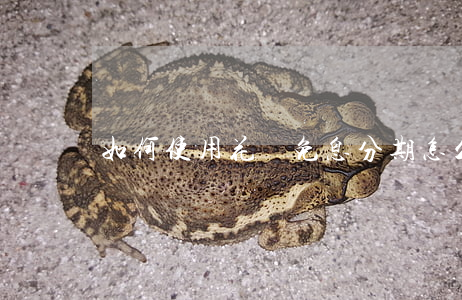 如何使用花唄免息分期(怎么花唄免息分期)