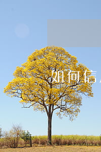 如何信用卡逾期記錄(怎么消信用卡逾期記錄)