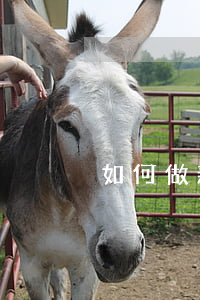 如何做親子鑒定