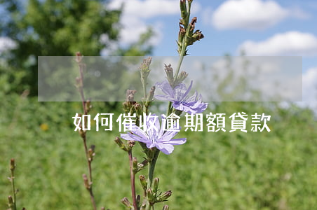 如何催收逾期額貸款