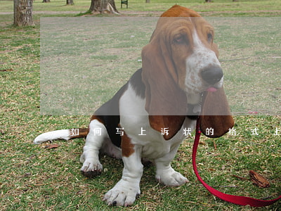如何写上诉状的格式，上诉状怎么写格式