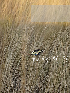 如何判刑合同糾紛(合同案糾紛怎么處理)