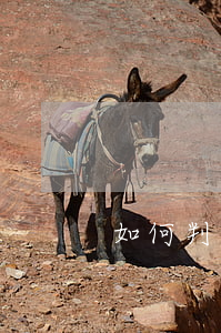 如何判斷商業(yè)匯票是否帶追索權