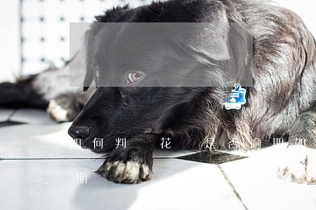 如何判斷花唄是否逾期(如何判斷花唄是否逾期)