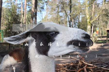 如何取得商標(biāo)注冊優(yōu)先權(quán)