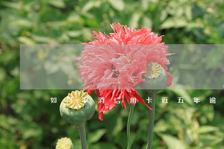 如何取消信用卡近五年逾期记录-