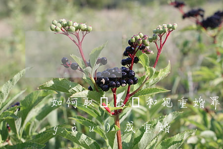 如何取證出軌和犯重婚罪(出軌怎么才能構(gòu)成重婚)