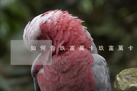 如何告玖富萬卡(玖富萬卡真的會走法律程序?)