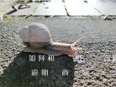 如何和螞蟻借唄協商逾期還款（螞蟻借唄花唄逾期協商還款）