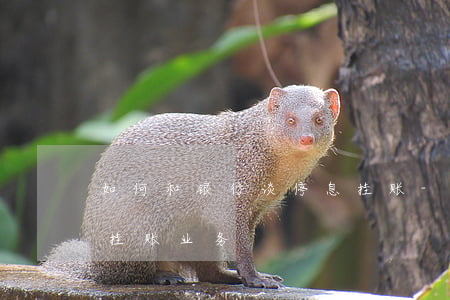 如何和银行谈停息挂账-如何和银行谈停息挂账业务