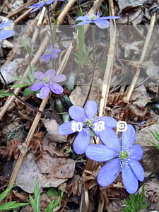 如何回復(fù)律師函格式(律師回函模板)
