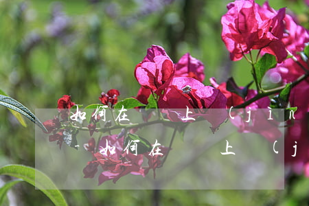 如何在電腦上進(jìn)行螞蟻借唄還款-如何在電腦上進(jìn)行螞蟻借唄還款操作