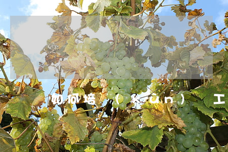 如何培訓(xùn)員工