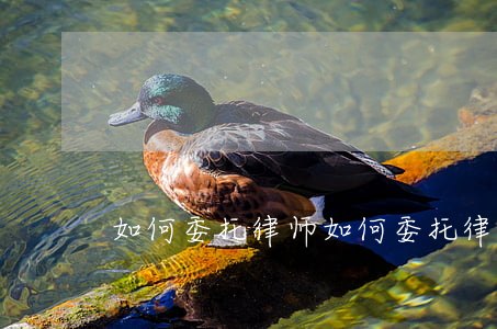 如何委托律师，如何委托律师查询个人信息