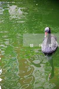如何安全支付二手房中介费