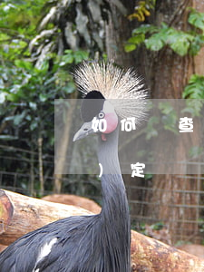 如何審查交通事故責(zé)任認(rèn)定書