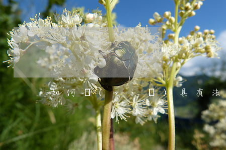 如何寫(xiě)具有法律效力的欠條