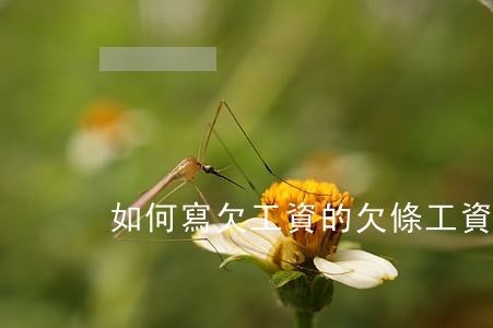 如何寫欠工資的欠條,工資怎么寫欠條 如何寫欠工資的欠條,工資怎么寫欠條