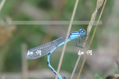 如何寫訴訟狀(如何寫訴訟狀)