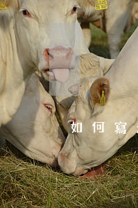 如何寫起訴狀書(起訴訴狀書怎么寫)