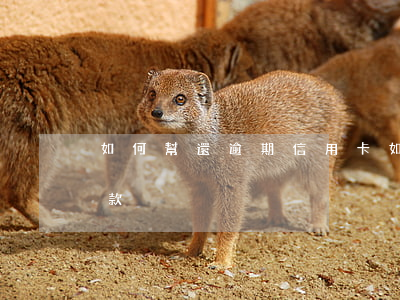 如何幫還逾期信用卡(如何幫還逾期信用卡還款)