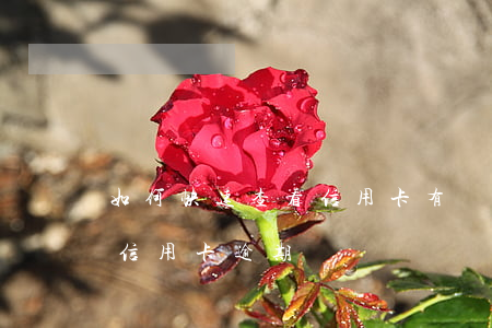 如何快速查看信用卡有沒有逾期(怎么查自己信用卡逾期)