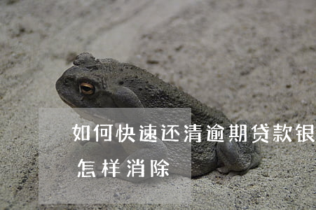 如何快速还清逾期贷款(银行贷款逾期还款后怎样消除)