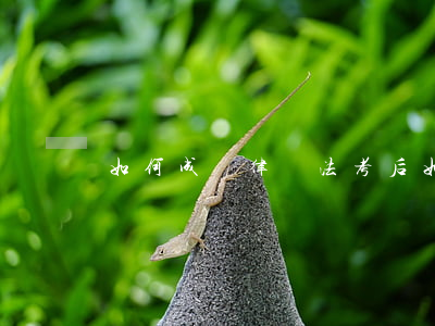 如何成為律師(法考后如何成為律師)