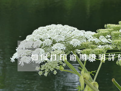 如何打印逾期證明：詳細(xì)步驟解析
