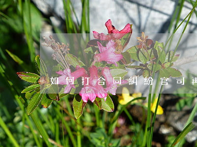 如何打合同糾紛官司再審
