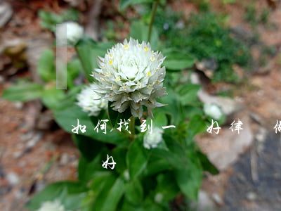 如何找到一個好律師做師傅(找律師哪里找比較好)