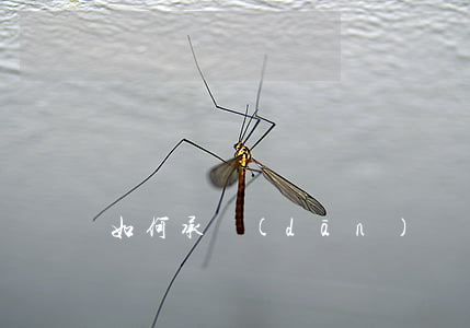 如何承擔(dān)違約責(zé)任