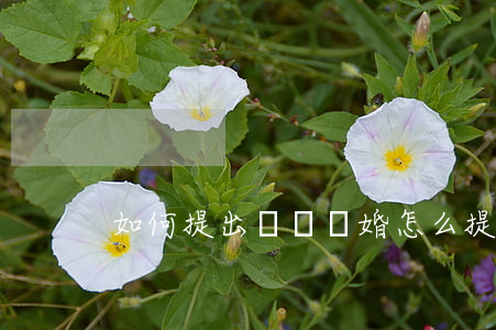 如何提出訴訟離婚，怎么提出訴訟離婚