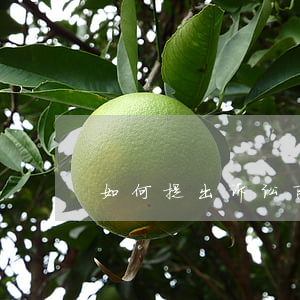 如何提出诉讼离婚，怎么提出诉讼离婚