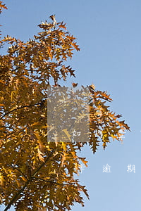 如何查中行信用卡逾期記錄(如何查中行信用卡逾期記錄)