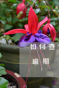 如何查信用卡是否逾期(怎么查看信用卡是否逾期)