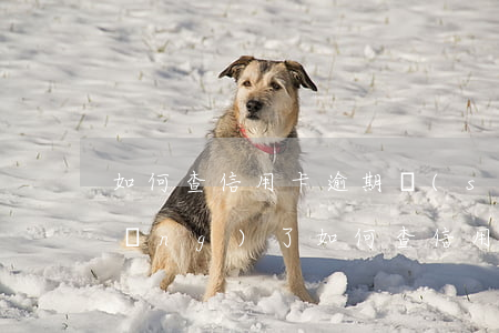 如何查信用卡逾期時(shí)間長(zhǎng)了(如何查信用卡逾期情況)