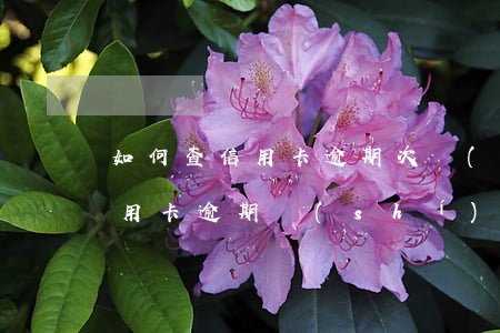 如何查信用卡逾期次數(shù)(如何查信用卡逾期時(shí)間)