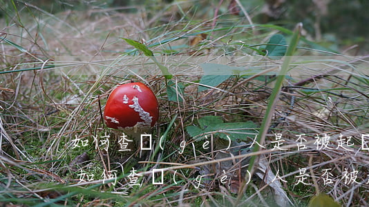 如何查個(gè)人是否被起訴，12368如何查個(gè)人是否被起訴