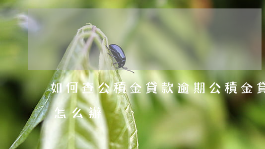 如何查公積金貸款逾期(公積金貸款顯示逾期怎么辦)