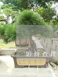 如何查建行房貸是否逾期(建行怎么查房貸進(jìn)度查詢)