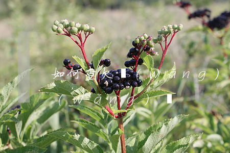 如何查欠網(wǎng)貸(如何查詢欠的網(wǎng)貸)