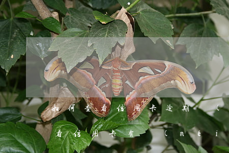 如何查看信用卡逾期時(shí)間(怎么查看信用卡有沒(méi)有逾期)