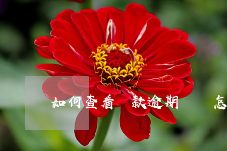 如何查看貸款逾期時間(怎么看逾期)