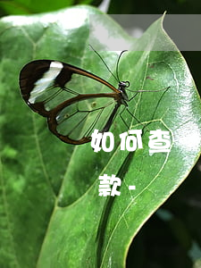 如何查詢來分期網(wǎng)貸欠款及還款-