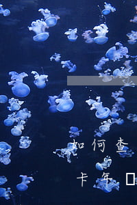 如何查詢信用卡年費是否逾期(如何查詢信用卡年費是否逾期)
