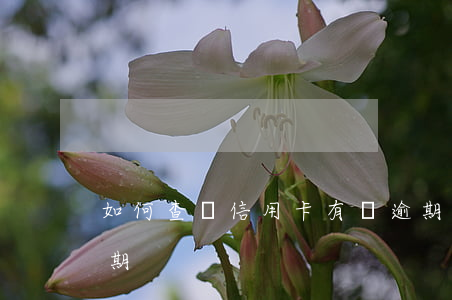 如何查詢信用卡有無逾期(怎么查詢信用卡逾期)