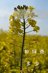 如何查詢信用卡欠多少(怎樣查信用卡一共欠多少)
